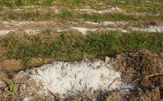 À épingler : Chaux vive : comment l’utiliser au jardin ?
