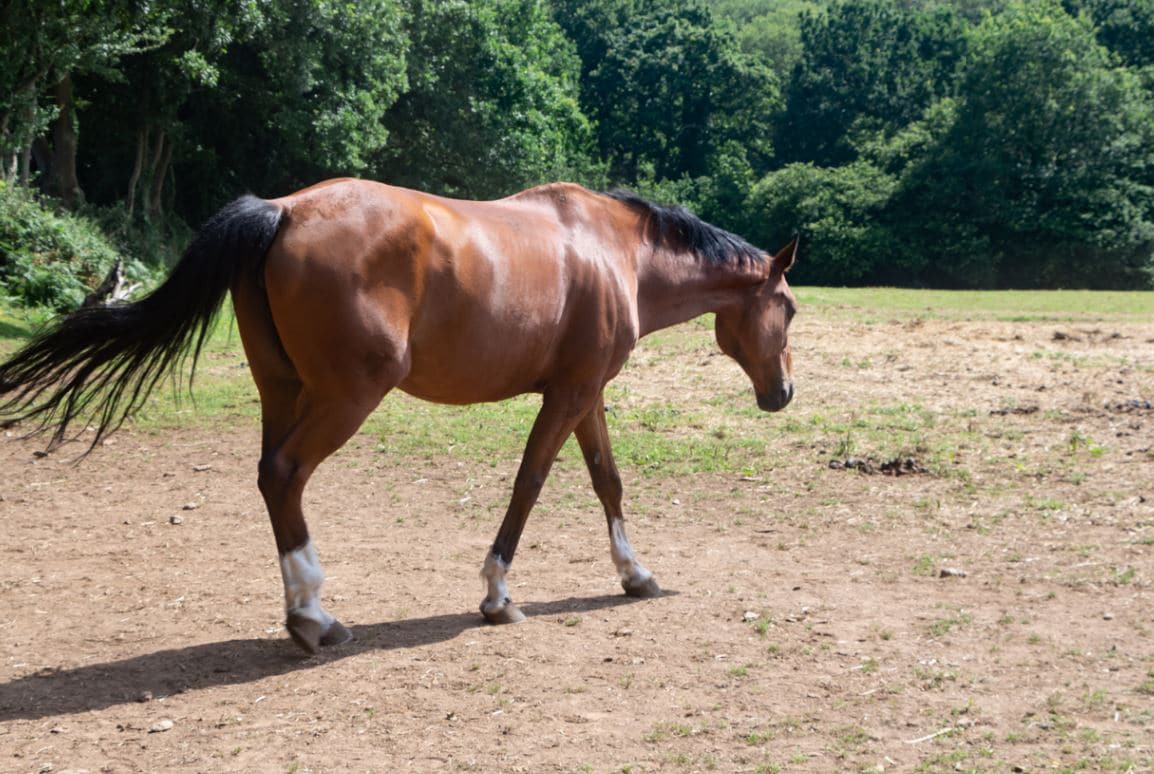 Fumier De Cheval