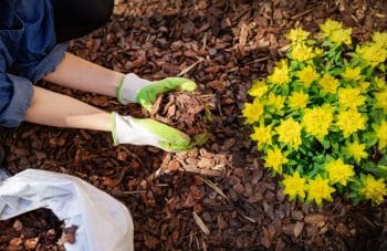 Paillage Organique Au Jardin