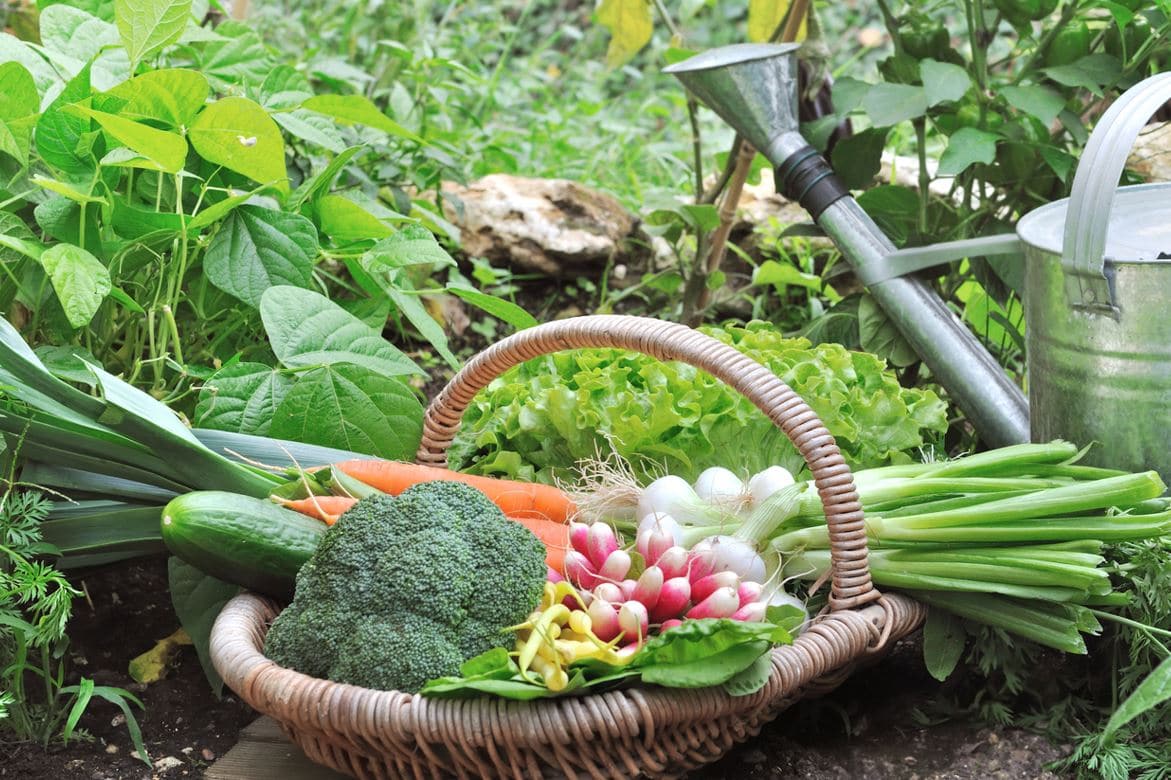 Légumes Jardin