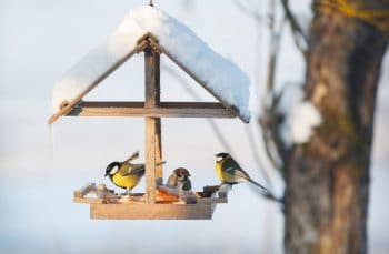 Nourrir Oiseaux En Hiver