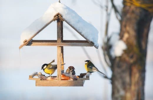 À épingler : Jardin : 10 conseils pour nourrir les oiseaux en hiver