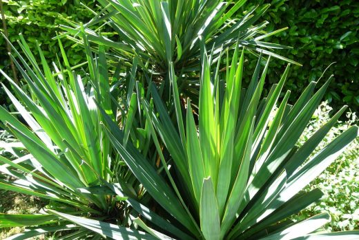À épingler : Comment protéger une plante exotique l’hiver ?