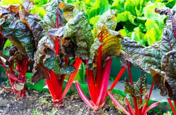 Plants De Rhubarbe