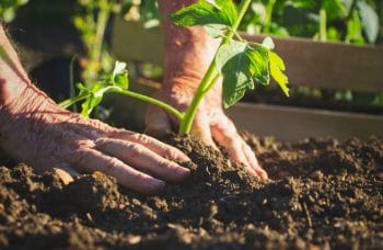 Plantation Légumes Potager