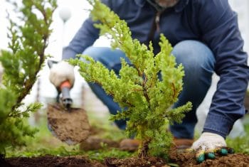 Planter Un Arbre