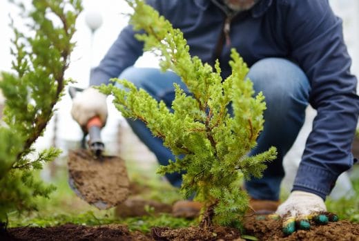 À épingler : Que planter au mois de novembre ?
