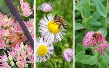 Fleurs A Semer Pour Abeilles