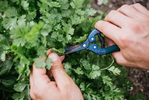 À épingler : Semer de la coriandre : nos conseils