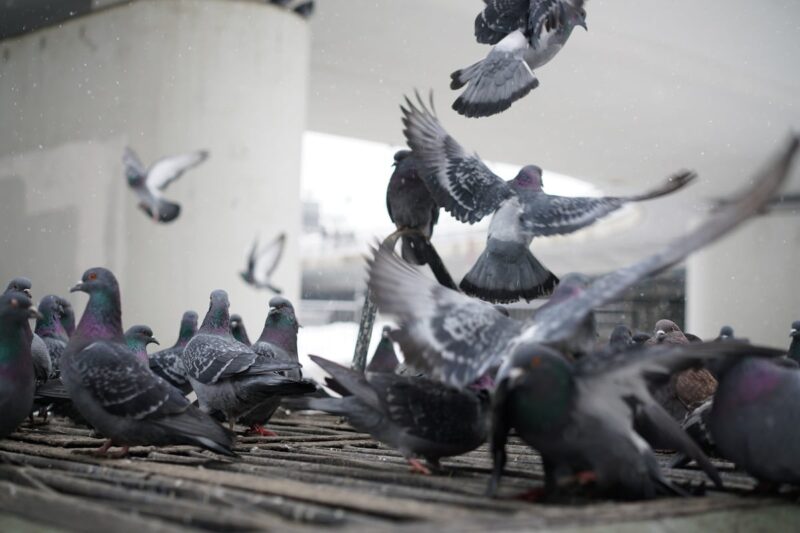 Comment faire fuir les pigeons ? - Ctendance