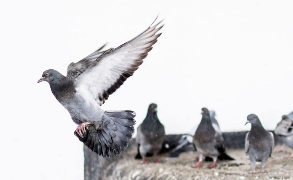 Faire Déguerpir Les Pigeons De Votre Jardin