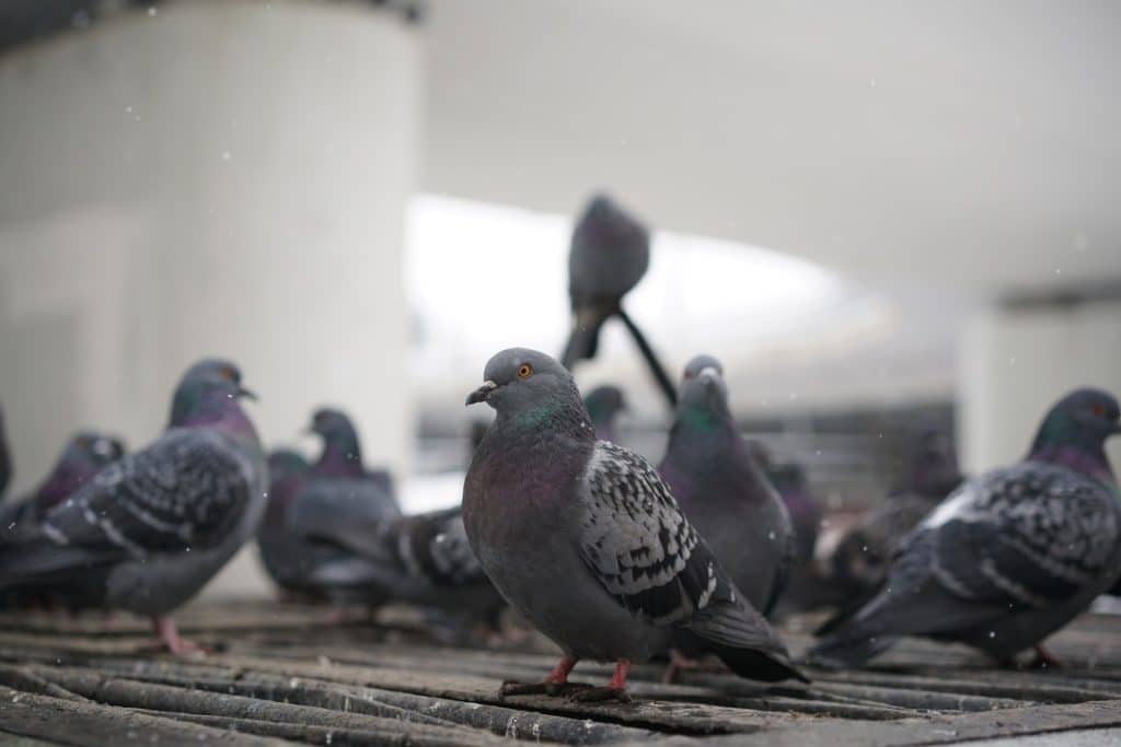 Faire Fuir Les Pigeons De Votre Toit