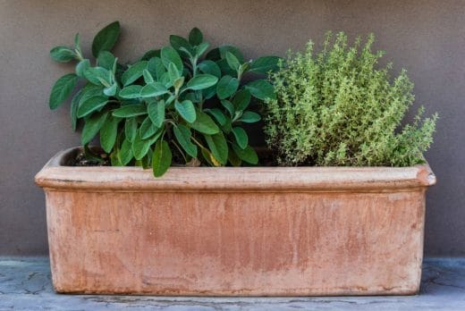 À épingler : Bac à jardin : comment choisir son modèle ?