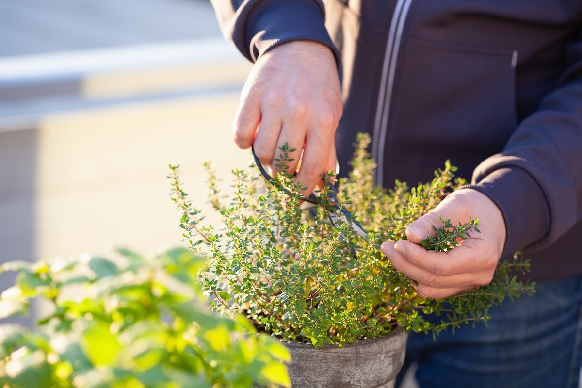 Les Outils Nécessaires Pour Des Travaux De Plantations