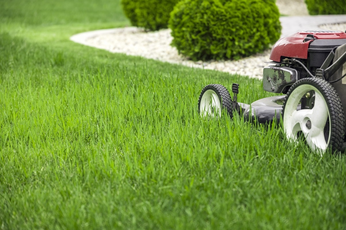 Que faire de l'herbe tondue ? 3 façons de la recycler !