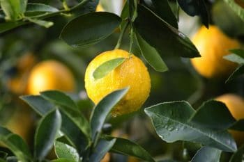 Jaunissement des feuilles de citronnier : comment l’éviter