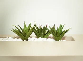 Aloe Vera : une plante aux multiples bienfaits pour votre intérieur !