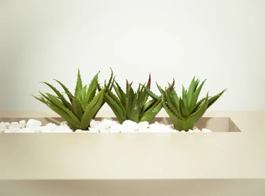 À épingler : Aloe Vera : une plante aux multiples bienfaits pour votre intérieur !