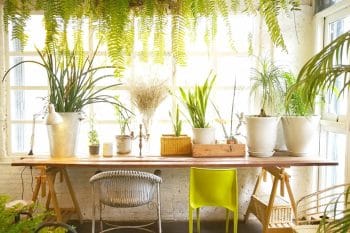 Jardin en intérieur : Tous les points positifs de cette nouvelle tendance