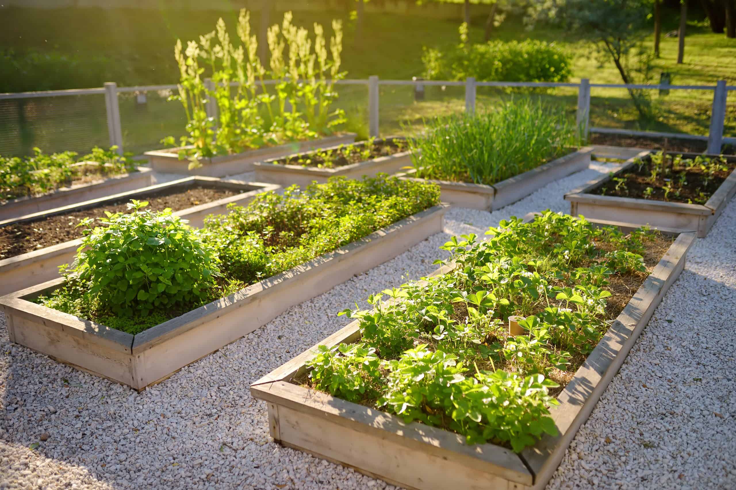 Jardin : Tout savoir pour bien commencer son potager