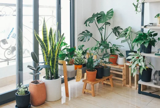À épingler : Plantes d’intérieur : quelles sont les plantes increvables et jolies pour ceux qui n’ont pas la main verte ?