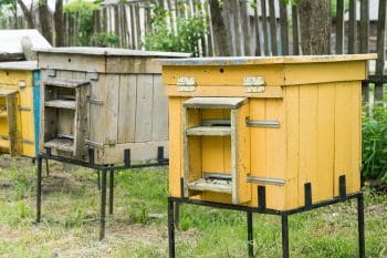 Maison à Insectes