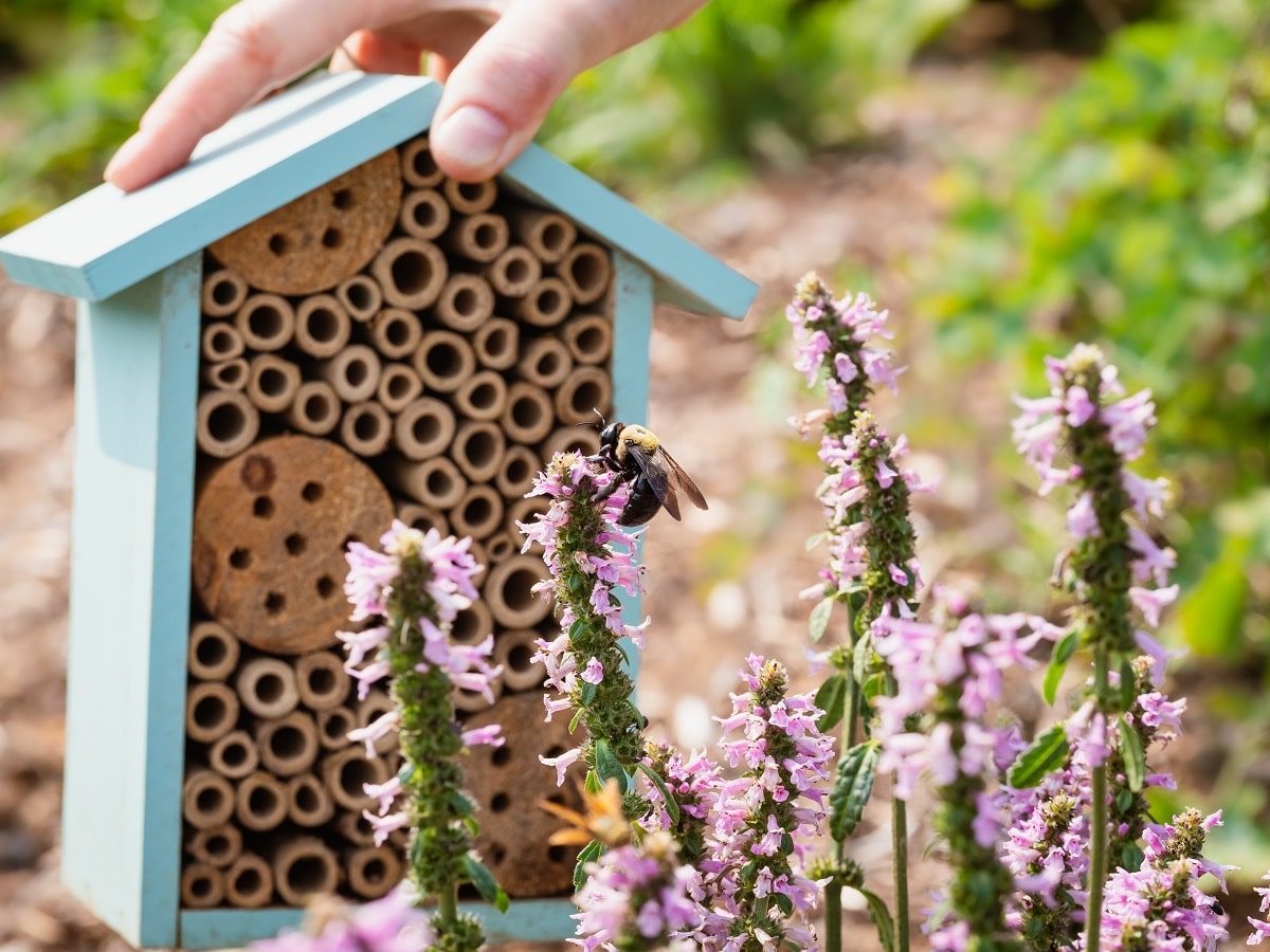 Où Mettre Sa Maison à Insectes Dans Le Jardin