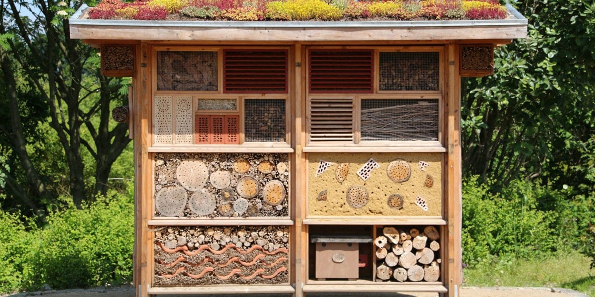 Pourquoi Construire Un Hôtel à Insectes