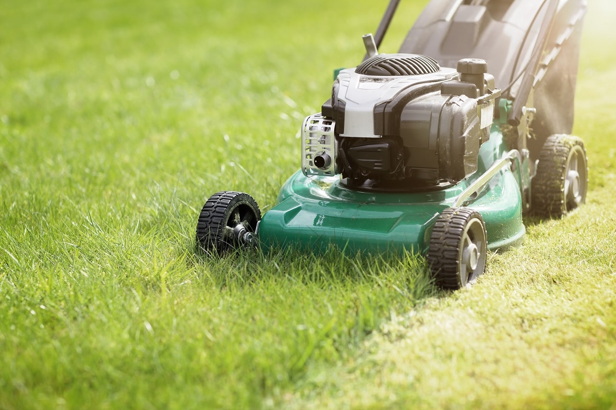 Que Faire De L'herbe Tondue 3 Façons De La Recycler !