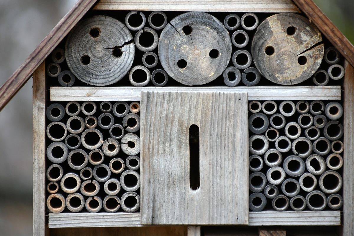 Que Mettre Dans Une Maison à Insectes