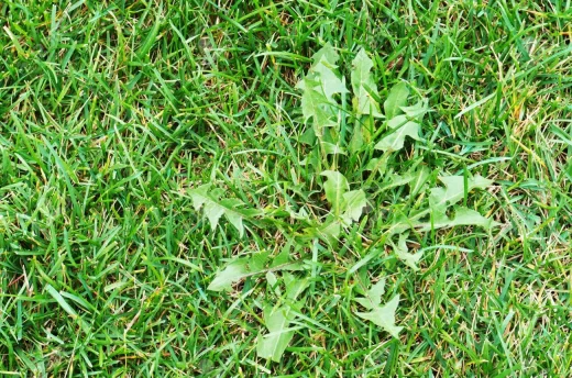 À épingler : Retirer les mauvaises herbes sur une terrasse : toutes les astuces naturelles