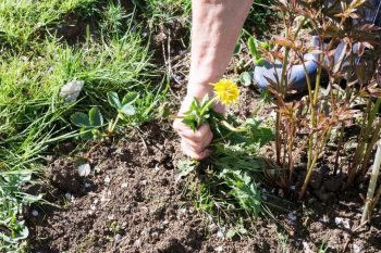 Comment se débarrasser efficacement des mauvaises herbes ?