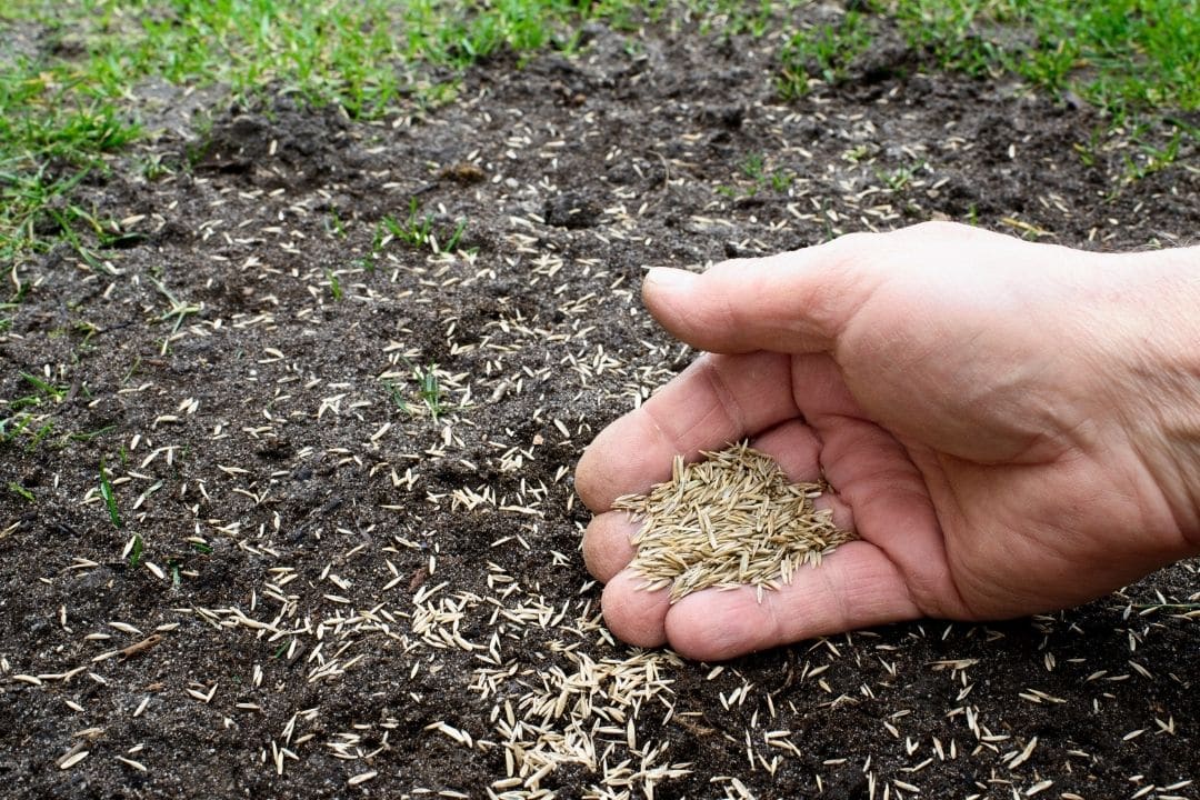 Réussir votre semis de gazon : maîtriser la température minimale pour un  gazon parfait