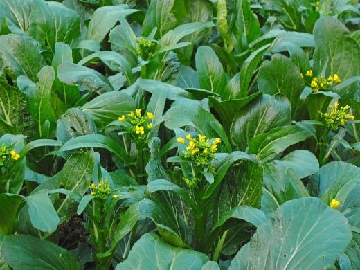 À épingler : Toutes les astuces pour ne pas laisser mourir vos plantes