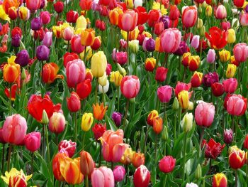 Jardin : toutes les fleurs à semer au printemps !