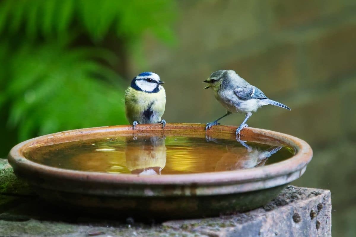 Abreuvoir à oiseaux : Tout savoir sur la tendance