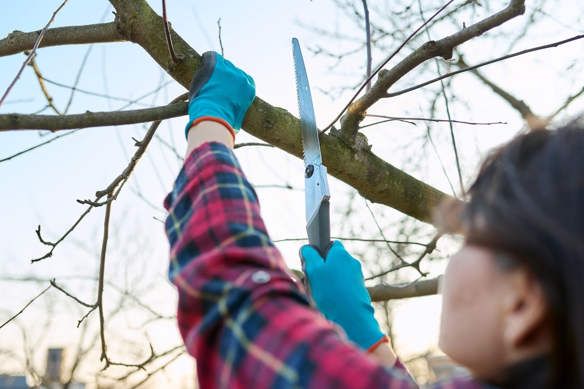 Comment Choisir Un Couteau Scie Pour Jardinage