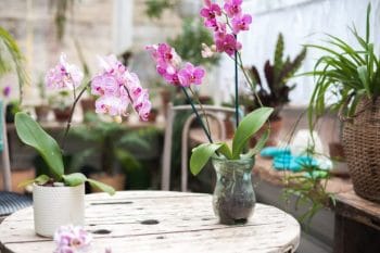 Comment Multiplier Une Orchidée