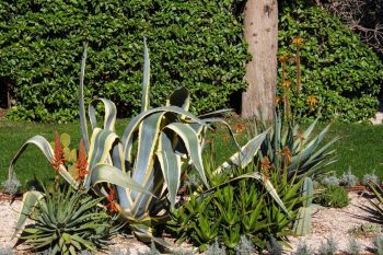 Créer un jardin de plantes succulentes 