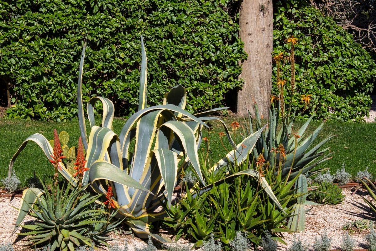 Créer un jardin de plantes succulentes 