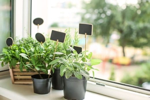 À épingler : Cultiver des herbes aromatiques dans votre cuisine