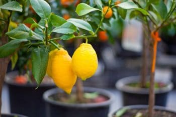 Faites pousser votre propre citronnier ! Toutes les astuces