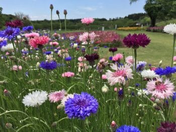 Jardin : toutes les fleurs comestibles à planter dans votre espace extérieur !