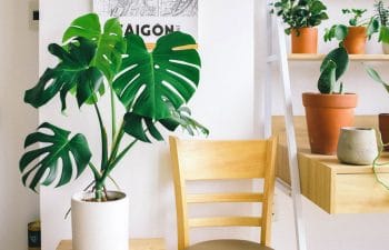 La Monstera Deliciosa, Une Plante D'intérieur Tropicale Et Originale