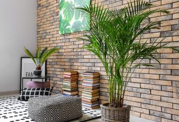 L'areca Dypsis Lutescens, Une Plante D'intérieur Originale En Hauteur