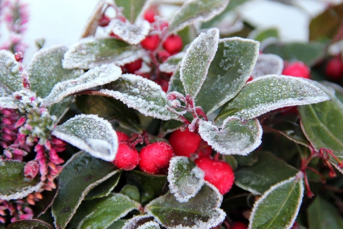 L’astuce pour sauver vos plantes du gel