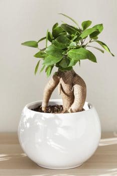 Le Ficus Microcarpa, Une Plante D'intérieur Originale Asiatique