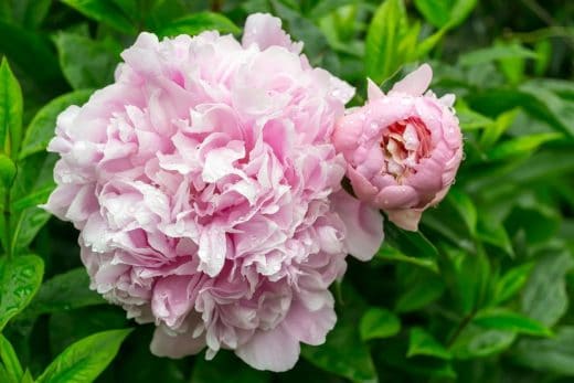 À épingler : Les conseils pour entretenir vos pivoines en pot