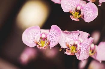 Orchidée La Plante Exotique D'intérieur Qu'on Aime Avoir !
