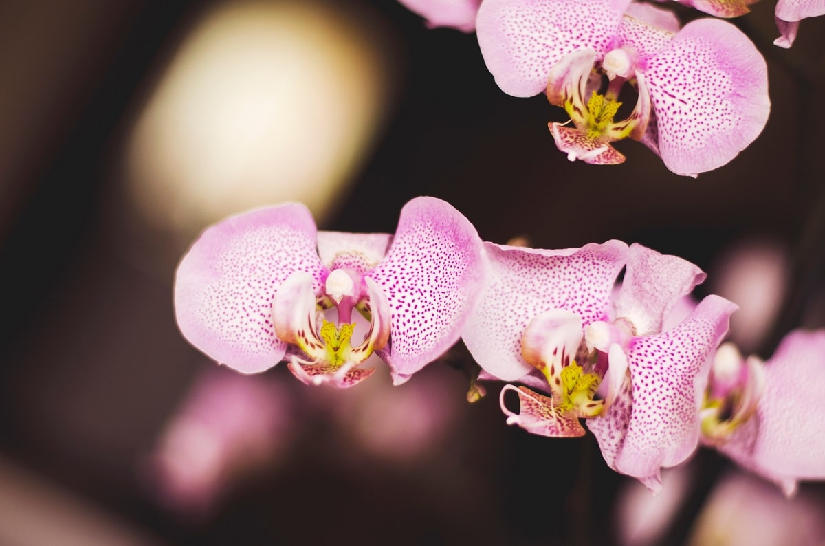 Orchidée : La plante exotique d'intérieur qu'on aime avoir !